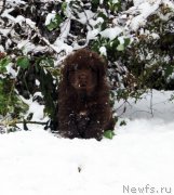 Превью фото № 216131