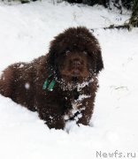 Превью фото № 216135