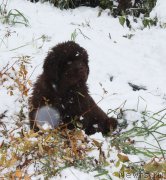 Превью фото № 216138