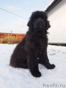 Превью фото № 216150