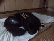 Превью фото № 216164