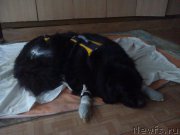 Превью фото № 216165