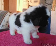 Превью фото № 216169