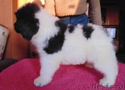 Превью фото № 216170