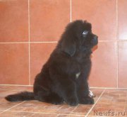 Превью фото № 216200