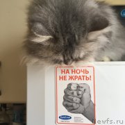 Превью фото № 216204