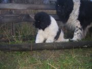 Превью фото № 216264