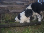 Превью фото № 216265