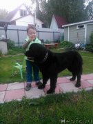 Превью фото № 216271