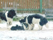 Превью фото № 216276