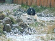 Превью фото № 216280