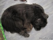 Превью фото № 216286