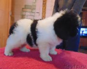 Превью фото № 216319