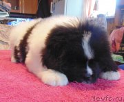 Превью фото № 216322