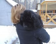 Превью фото № 216341