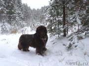 Превью фото № 216345