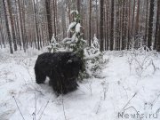 Превью фото № 216346