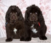 Превью фото № 216351