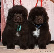 Превью фото № 216354