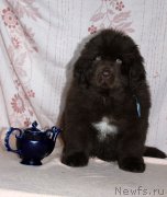 Превью фото № 216409