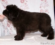 Превью фото № 216412