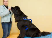 Превью фото № 216427