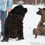 Превью фото № 216430