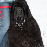 Превью фото № 216431