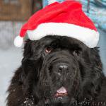 Превью фото № 216435