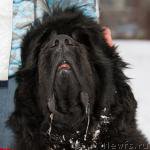 Превью фото № 216446