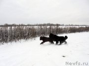 Превью фото № 216460