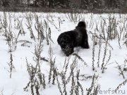 Превью фото № 216466