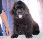 Превью фото № 21651