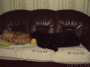 Превью фото № 216573