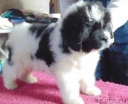 Превью фото № 216594