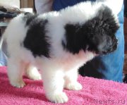 Превью фото № 216596