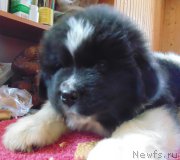 Превью фото № 216603