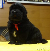 Превью фото № 216628