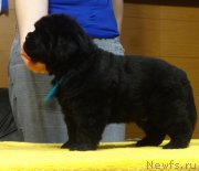 Превью фото № 216635