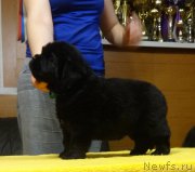 Превью фото № 216637