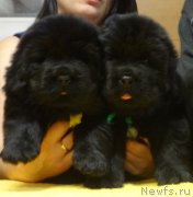 Превью фото № 216640