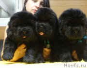 Превью фото № 216641