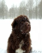 Превью фото № 216646