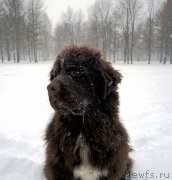 Превью фото № 216647