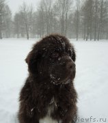 Превью фото № 216649