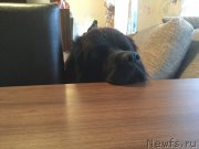 Превью фото № 216666