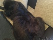 Превью фото № 216667