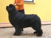 Превью фото № 216668