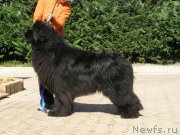 Превью фото № 216669