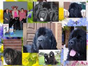 Превью фото № 216690